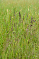 Pijpenstrootje; Purple Moor-grass; Molinia caerulea