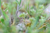 Kleine hardbloem; Scleranthus annuus; subsp. Polycarpos