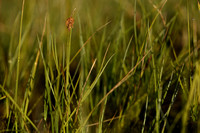 Draadzegge; Slender sedge; Carex lasiocarpa