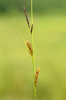 Draadzegge - Slender Sedge - Carex lasiocarpa