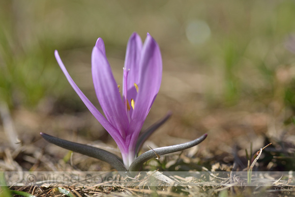 Spring Meadow saffron; Bulbocodium vernum