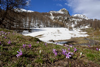 Spring Meadow saffron; Bulbocodium vernum