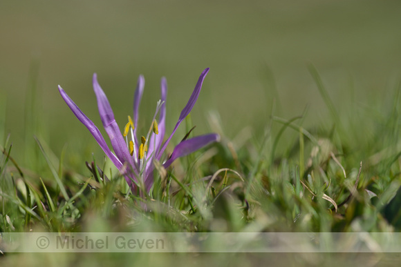 Spring Meadow saffron; Bulbocodium vernum