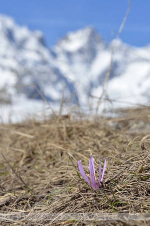 Spring Meadow saffron; Bulbocodium vernum