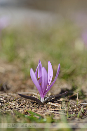 Spring Meadow saffron; Bulbocodium vernum