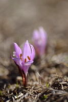Spring Meadow saffron; Bulbocodium vernum