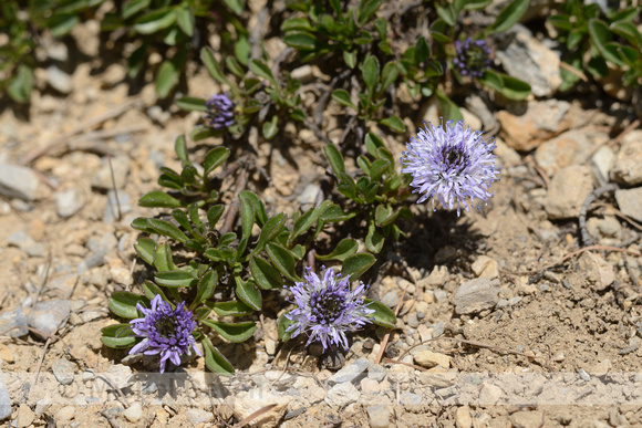 Hartbladige Kogelbloem; Globularia cordifolia; Matted Globularia