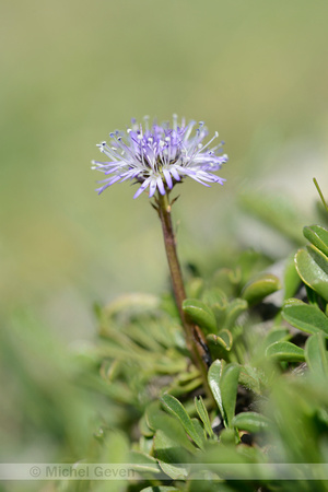 Hartbladige Kogelbloem; Globularia cordifolia; Matted Globularia