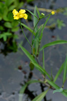 Grote Boterbloem; Greater Spearwort; Ranunculus lingua
