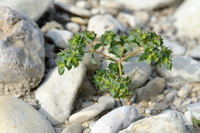 Euphorbia falcata