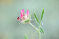 Wondklaver; Anthyllis vulneraria subsp. praepropera