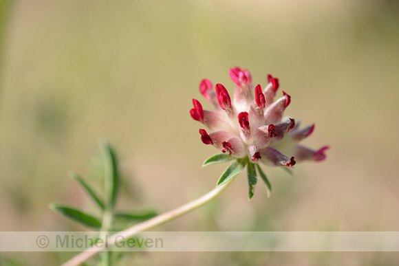 Wondklaver; Anthyllis vulneraria subsp. praepropera