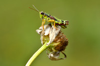 Groene Bergsprinkhaan - Green Mountain Grasshopper - Miramella alpina