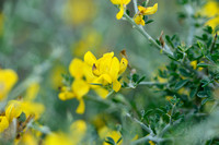 Cytisus laniger