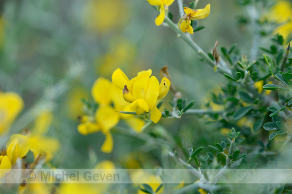 Cytisus laniger