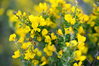 Cytisus laniger