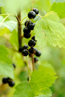Zwarte Bes; Black Currant; Ribes nigrum;