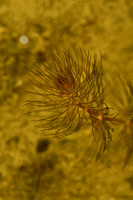 Fijn hoornblad; Soft hornwort; Ceratophyllum submersum