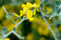 Cytisus laniger