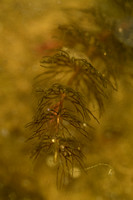 Fijn hoornblad; Soft hornwort; Ceratophyllum submersum