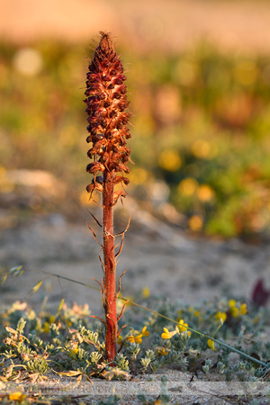 Orobanche sanguinea