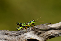 Groene bergsprinkhaan; Green mountain grasshopper; Miramella alp