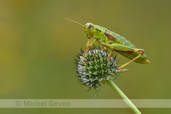Groene Bergsprinkhaan; Green Mountain Grasshopper; Miramella alp