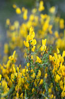 Cytisus laniger