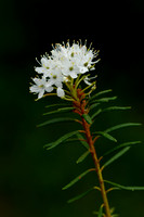 Moerasrozemarijn - Labrador-tea - Rhododendron tomentosum