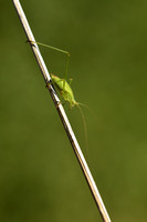 Sikkelsprinkhaan; Common Sickle Bush-cricket; Phaneroptera falca