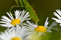 Sikkelsprinkhaan; Sickle-bearing bush-cricket; Phaneroptera falc