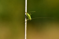 Sikkelsprinkhaan -  Sickle-bearing Bush-cricket - Phaneroptera falcata