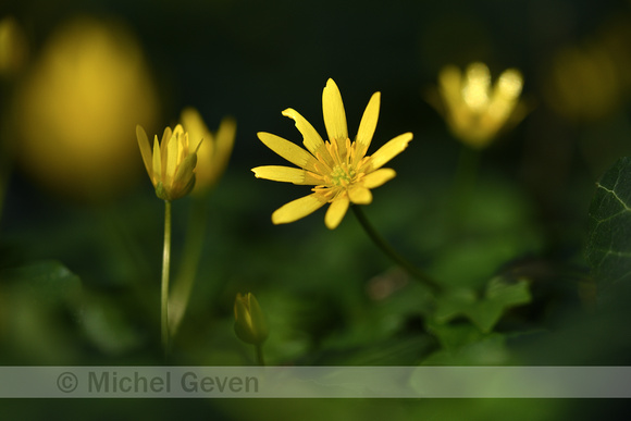 Gewoon Speenkruid; Lesser celandine; Ficaria verna