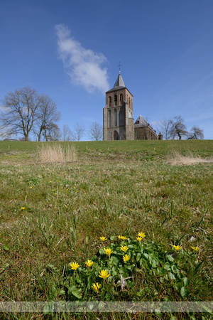 Gewoon Speenkruid; Lesser celandine; Ficaria verna