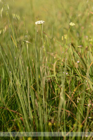 Zilt torkruid; Parsley Water-dropwort; Oenanthe lachenalii