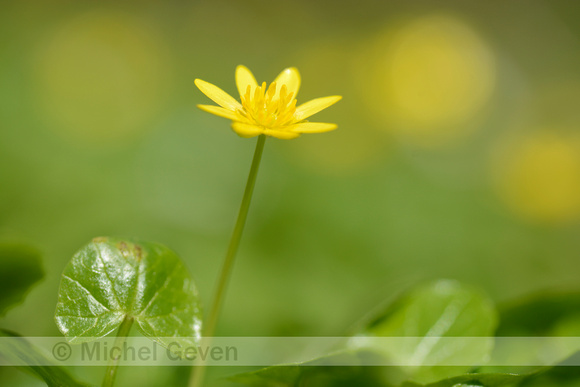 Gewoon Speenkruid; Lesser celandine; Ficaria verna