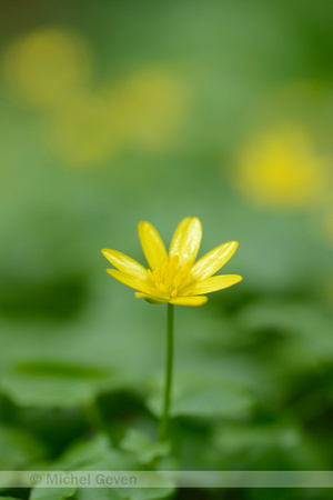 Gewoon speenkruid; Lesser celandine; Ficaria verna