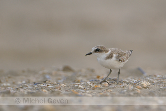 Strandplevier; Kentish Plover; Charadrius alexandrinus