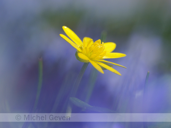 Gewoon Speenkruid; Lesser celandine; Vicaria verna;