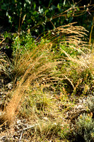 Beemdhaver; Meadow Oat-grass; Helictortrichon pratense