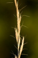 Beemdhaver; Meadow Oat-grass, Avenula pratensis var bromoides