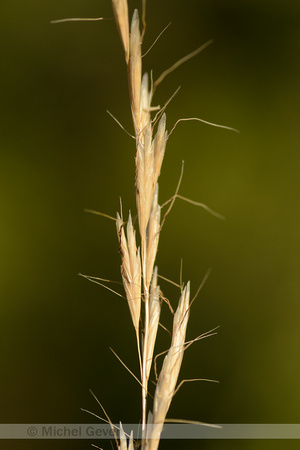Beemdhaver; Meadow Oat-grass, Avenula pratensis var bromoides