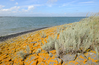 Zeealsem; Sea Wormwood; Artemisia maritima