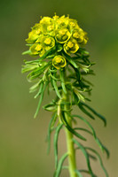 Cypreswolfsmelk; Cypress Spurge; Euphorbia cyparissias