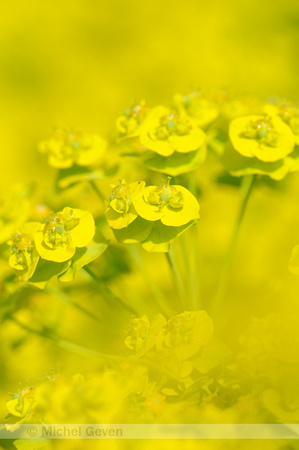 Cipreswolfsmelk; Cypress Spurge; Euphorbia cyparissias;