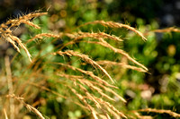 Beemdhaver; Meadow Oat-grass; Helictortrichon pratense