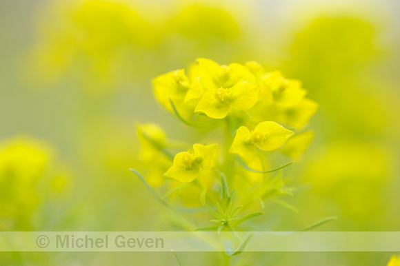 Cipreswolfsmelk; Cypress Spurge; Euphorbia cyparissias;