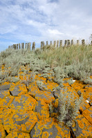 Zeealsem - Sea Wormwood - Artemisia maritima