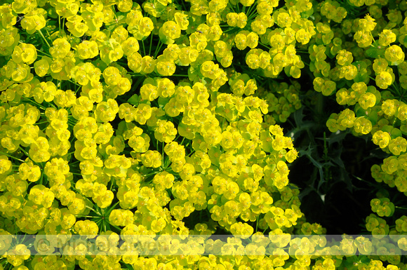 Cipreswolfsmelk; Cypress Spurge; Euphorbia cyparissias;