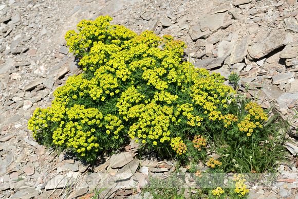 Cipreswolfsmelk; Cypress Spurge; Euphorbia cyparissias